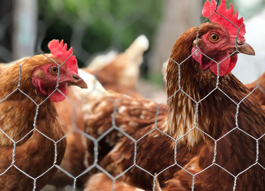 Gallinero con malla de triple torsión