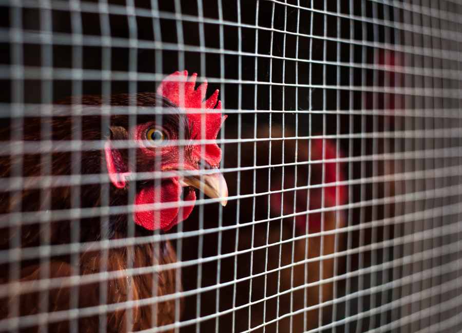Gallinero con malla electrosoldada inoxidable