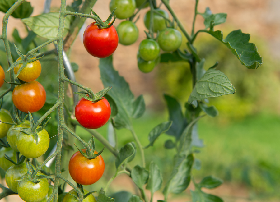 Tomates entutorados