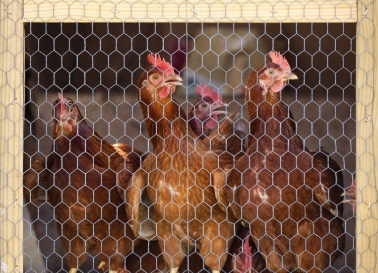 Tipos de mallas Metálicas para Gallineros: Opciones y Ventajas